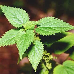 Nettle tea plant